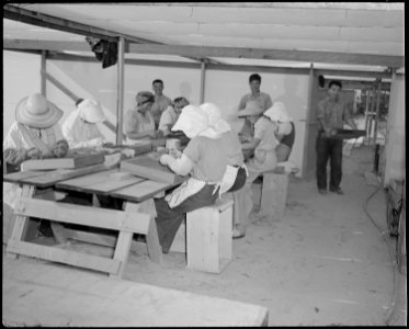 Gila River Relocation Center, Rivers, Arizona. A group of volunteer workers setting plants in a box . . . - NARA - 538643