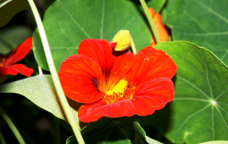 Petals green leaves nature