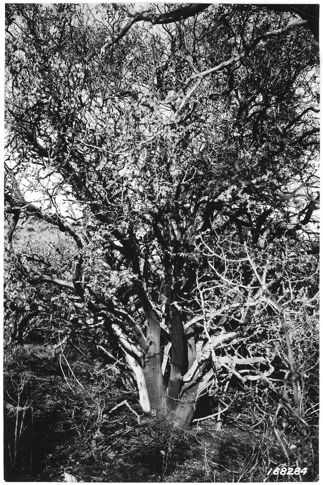 Giant Arctostapholos Viscida, Matney Gulch, Crater Forest, Oregon, 1922. - NARA - 299212