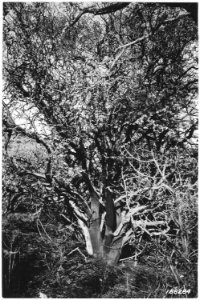 Giant Arctostapholos Viscida, Matney Gulch, Crater Forest, Oregon, 1922. - NARA - 299212