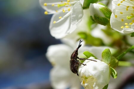 Cherry blossom beetle leaf