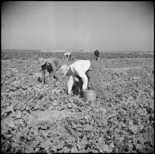 Gila River Relocation Center, Rivers, Arizona. Evacuee farmers are here shown harvesting cucumbers . . . - NARA - 538587