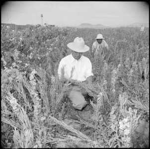 Gila River Relocation Center, Rivers, Arizona. Fred K. Fuji, former owner and operator of the Fuji . . . - NARA - 537073