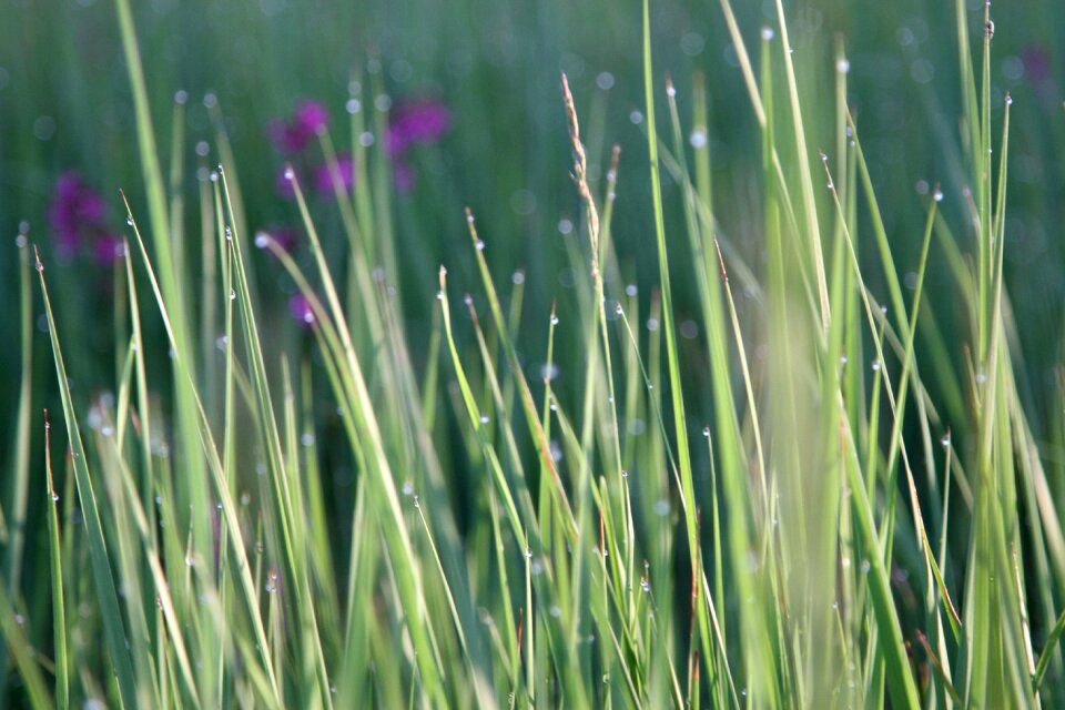 Field summer drops