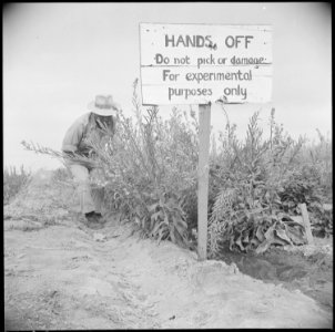 Gila River Relocation Center, Rivers, Arizona. A sign at the flower nursery, where much experimenta . . . - NARA - 537076