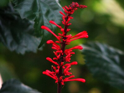 Garden plants green leaves photo