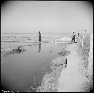 Gila River Relocation Center, Rivers, Arizona. Irrigating winter pasture at this relocation center. - NARA - 538619