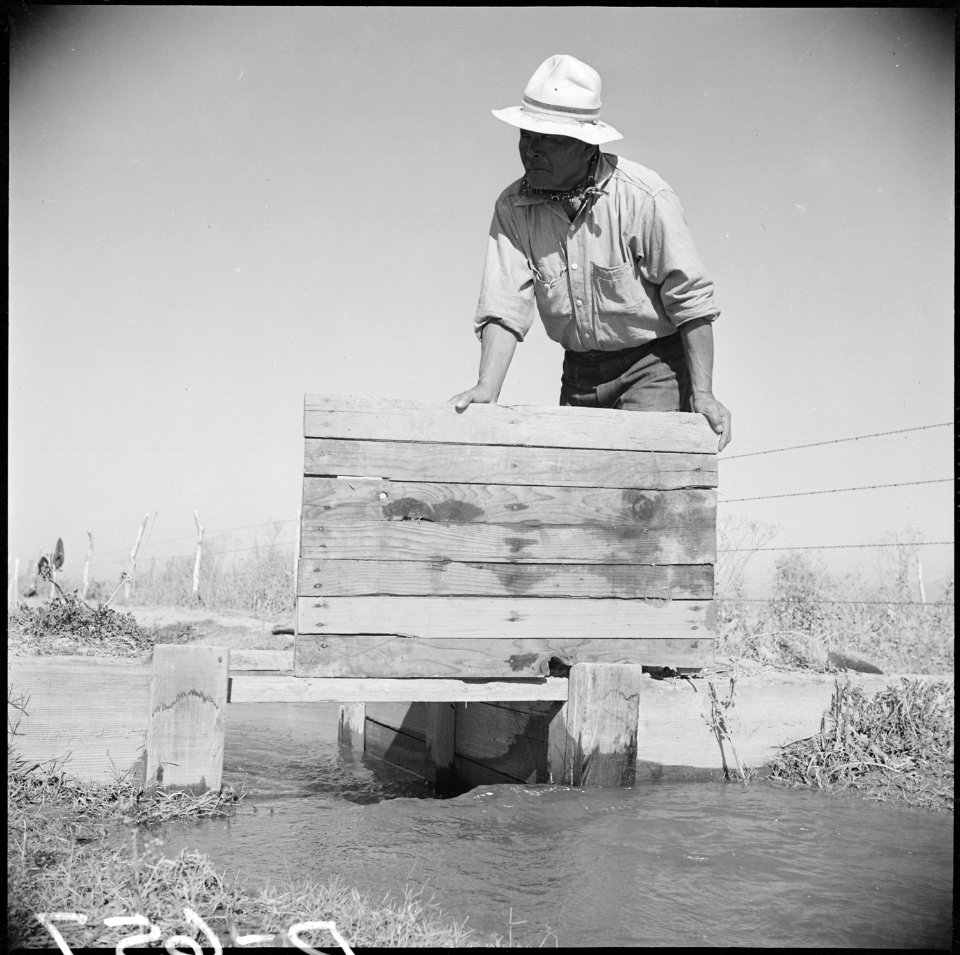 Gila River Relocation Center, Rivers, Arizona. Irrigating winter pasture at this relocation center. - NARA - 538618
