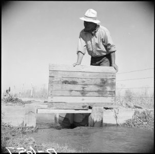 Gila River Relocation Center, Rivers, Arizona. Irrigating winter pasture at this relocation center. - NARA - 538618