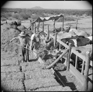 Gila River Relocation Center, Rivers, Arizona. M. Fujita is pictured feeding the cows at the dairy . . . - NARA - 537082 photo