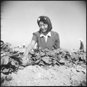 Gila River Relocation Center, Rivers, Arizona. Momayo Yamamoto in the spinach harvesting field at t . . . - NARA - 538584
