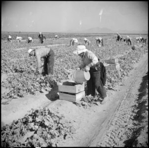 Gila River Relocation Center, Rivers, Arizona. Evacuee farmers are here shown harvesting cucumbers . . . - NARA - 538586