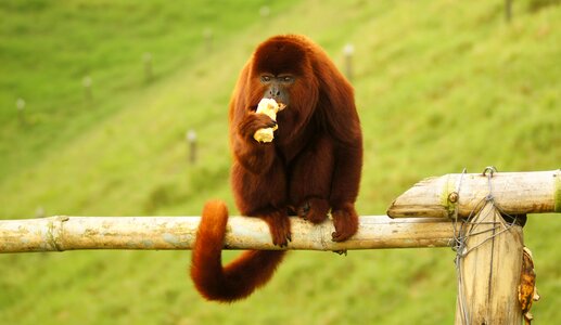 Howler monkey finlandia ape