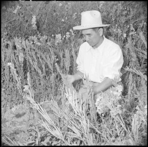 Gila River Relocation Center, Rivers, Arizona. Fred K. Fuji, former owner and operator of the Fuji . . . - NARA - 537072
