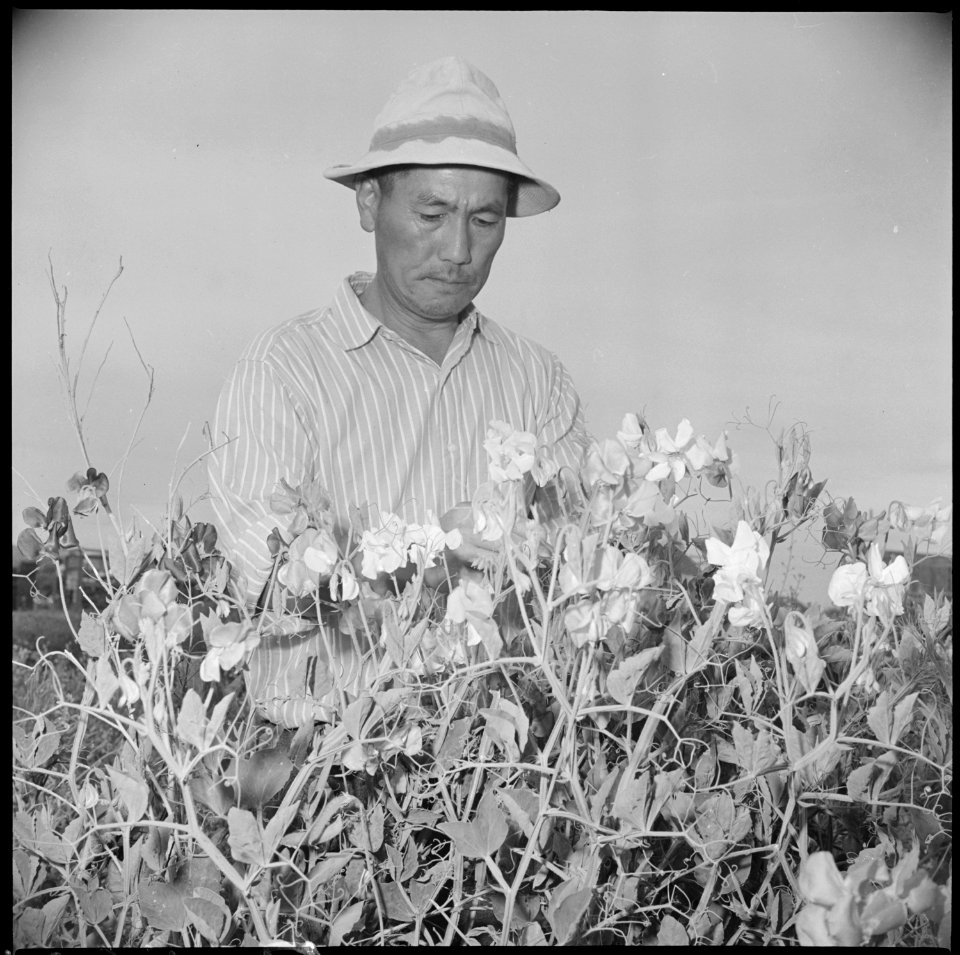 Gila River Relocation Center, Rivers, Arizona. Paul S. Goya, former nurseryman Sierra Madre, Califo . . . - NARA - 537075