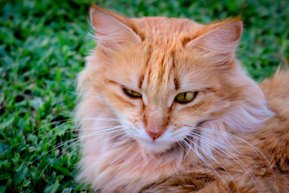 Cute eyes whiskers
