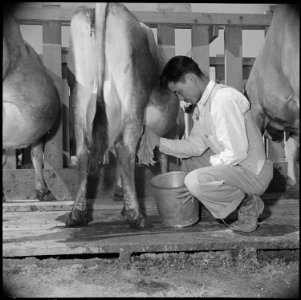 Gila River Relocation Center, Rivers, Arizona. George Takemoto, former resident of Ventura County, . . . - NARA - 537083