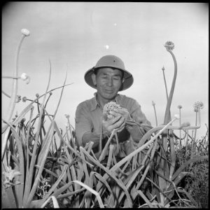Gila River Relocation Center, Rivers, Arizona. S. Hanasaki, former vegetable seed specialist from S . . . - NARA - 537064