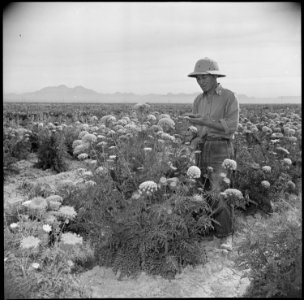 Gila River Relocation Center, Rivers, Arizona. S. Hanasaki, former vegetable seed specialist from . . . - NARA - 537066 photo