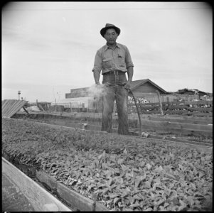 Gila River Relocation Center, Rivers, Arizona. Kelly Ishimoto, former farmer from Del Rey, Californ . . . - NARA - 537078