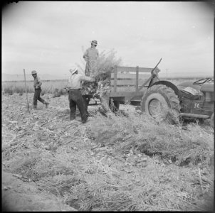 Gila River Relocation Center, Rivers, Arizona. Loading Napa plants onto a truck to be taken to dryi . . . - NARA - 537070