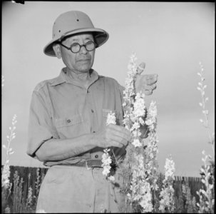 Gila River Relocation Center, Rivers, Arizona. Itaro Nakata, former operator of an experimental nur . . . - NARA - 537074 photo