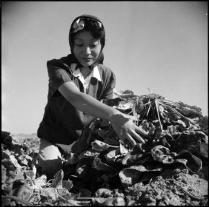 Gila River Relocation Center, Rivers, Arizona. Momayo Yamamoto in the spinach harvesting field at t . . . - NARA - 538583