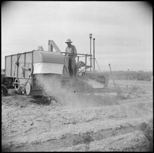 Gila River Relocation Center, Rivers, Arizona. Threshing green eating peas for seed. Eleven acres . . . - NARA - 537068