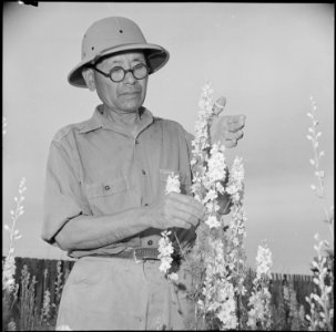 Gila River Relocation Center, Rivers, Arizona. Itaro Nakata, former operator of an experimental nur . . . - NARA - 537074