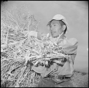 Gila River Relocation Center, Rivers, Arizona. U. Shine, former vineyard farmer from Kingsburg, Ca . . . - NARA - 537069