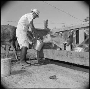 Gila River Relocation Center, Rivers, Arizona. Y.T. Sakoda, former vegetable worker from Guadalupe, . . . - NARA - 537089 photo