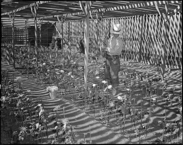 Gila River Relocation Center, Rivers, Arizona. Watering chrysanthemum plants in Nakata and Son ho . . . - NARA - 538648
