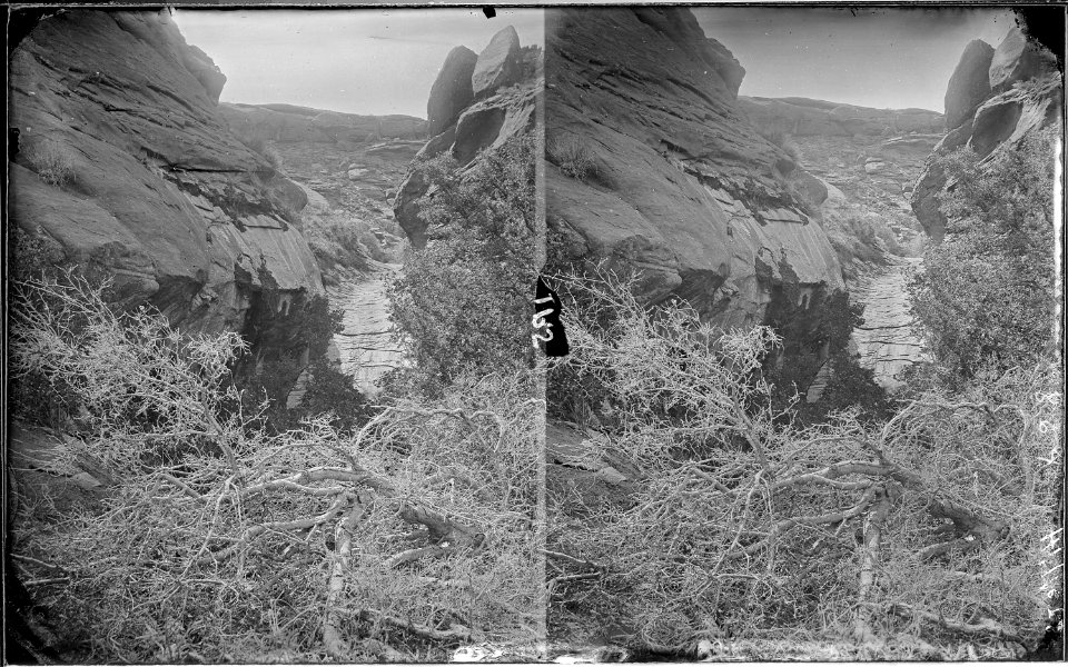 Glen Canyon. Lovely scene with fallen trees in foreground, with canyon walls spaced so that river flows through... - NARA - 517986
