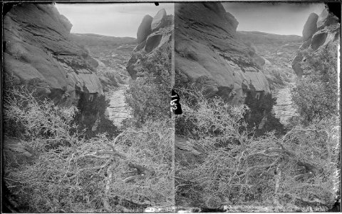 Glen Canyon. Lovely scene with fallen trees in foreground, with canyon walls spaced so that river flows through... - NARA - 517986