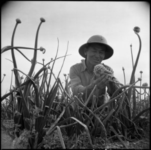 Gila River Relocation Center, Rivers, Arizona. S. Hanasaki, former vegetable seed specialist from S . . . - NARA - 537065