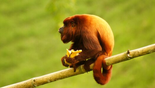 Howler monkey finlandia ape