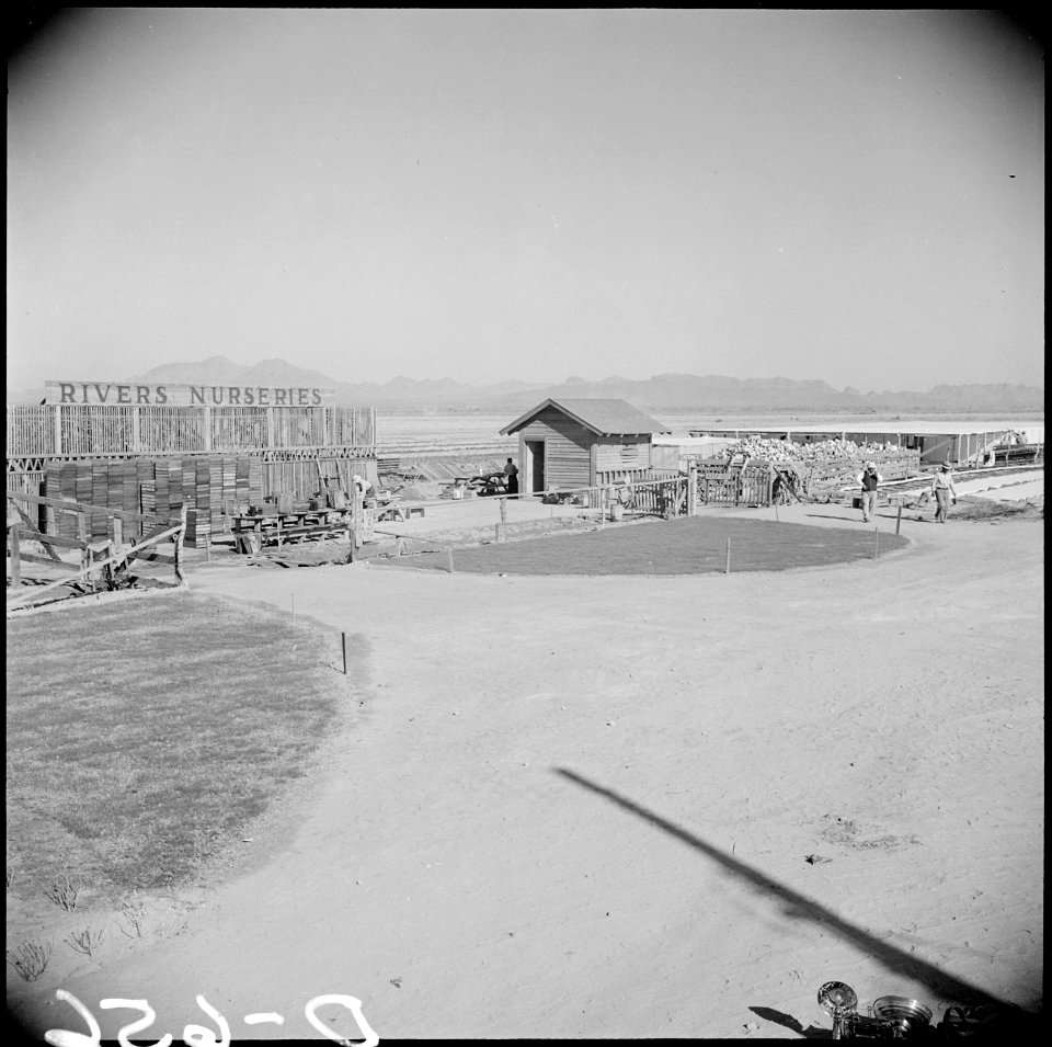 Gila River Relocation Center, Rivers, Arizona. The Rivers Nurseries, a hot house owned by Nakata an . . . - NARA - 538617