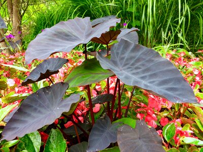 Leaf green summer photo