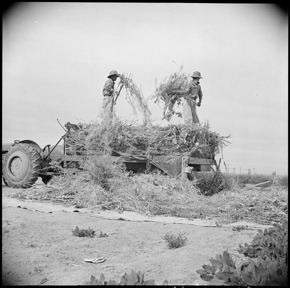 Gila River Relocation Center, Rivers, Arizona. Unloading Napa plants onto canvas to finish drying, . . . - NARA - 537067