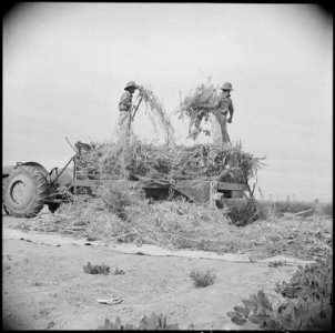 Gila River Relocation Center, Rivers, Arizona. Unloading Napa plants onto canvas to finish drying, . . . - NARA - 537067
