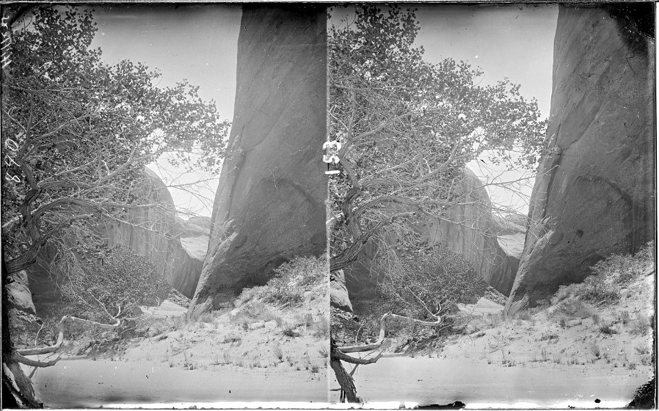 Glen Canyon. Tall rugged tree on left foreground, canyon between curved boulder. Old nos. 297, 399, - NARA - 517976