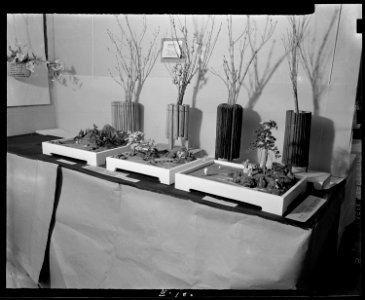 Granada Relocation Center, Amache, Colorado. Bankei (tray scapes), and growing plant arrangements . . . - NARA - 539294