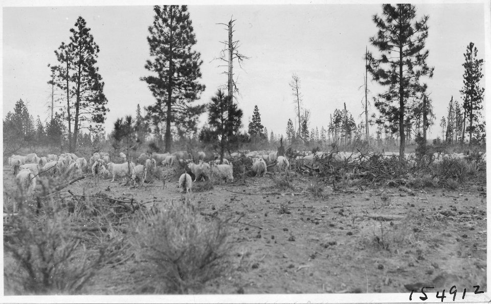 Goats Grazing Logged Off Area, Deschutes Forest, 1920 - NARA - 299145