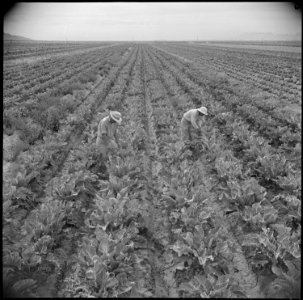 Gila River Relocation Center, Rivers, Arizona. A view of cauliflower, which is being grown for its . . . - NARA - 537071 photo