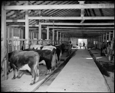 Granada Relocation Center, Amache, Colorado. A partial view of the milking shed at the project farm . . . - NARA - 539053