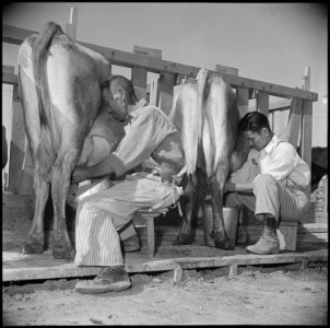 Gila River Relocation Center, Rivers, Arizona. A view of students milking at the dairy farm school. . . . - NARA - 537086 photo