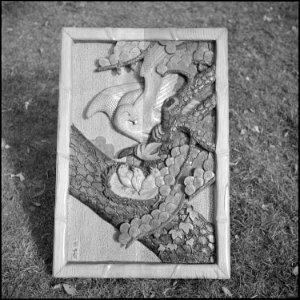 Granada Relocation Center, Amache, Colorado. Mother Hawk and Fledglings in Pine Tree Nest - Woodc . . . - NARA - 539912