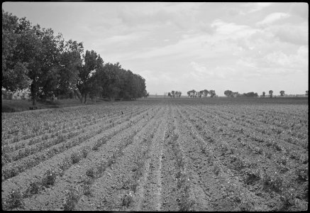 Granada Relocation Center, Amache, Colorado. A field of peas on project farm. - NARA - 537200