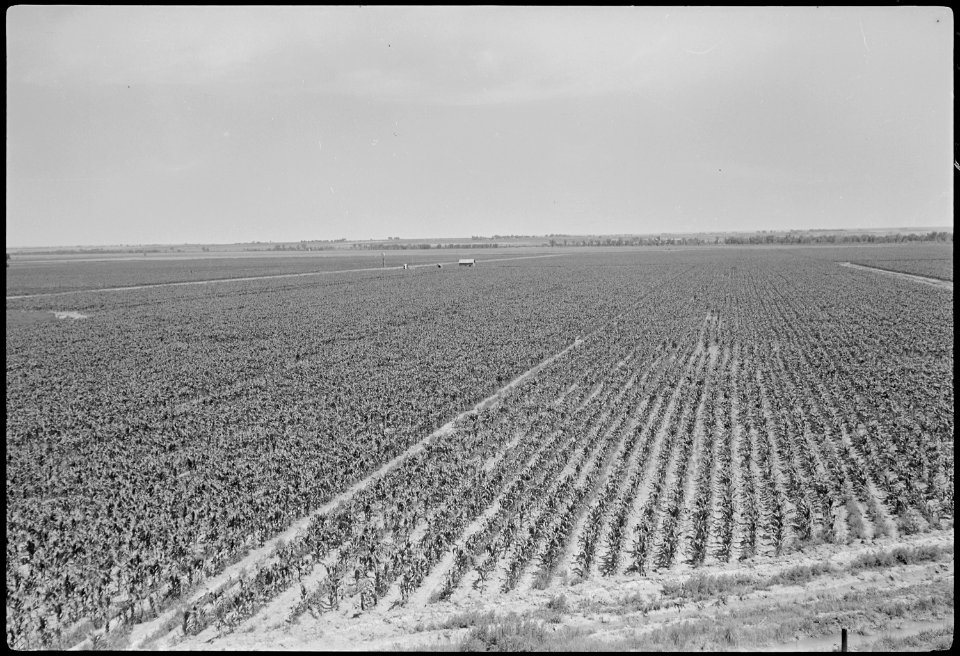 Granada Relocation Center, Amache, Colorado. A field of corn on the Granada Project Farm. - NARA - 537229