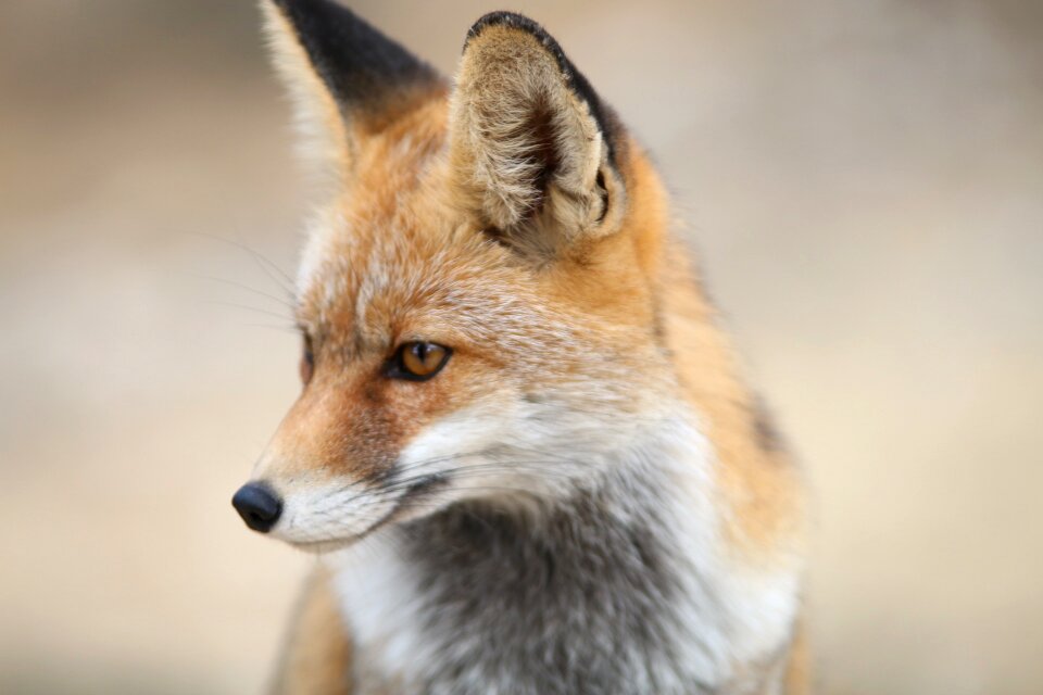 Mountain portrait animals